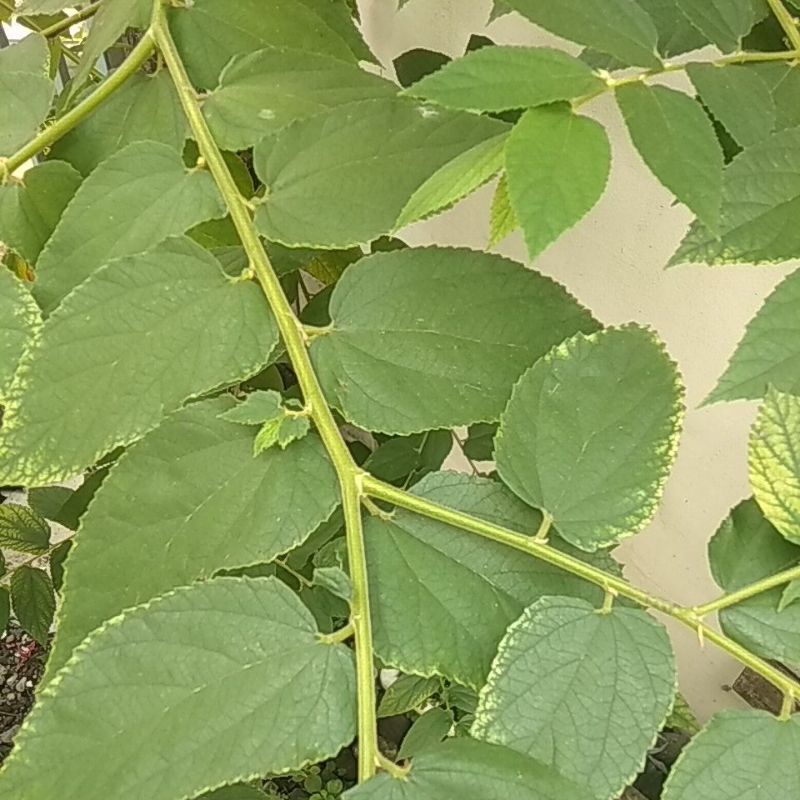 

Daun Kersen banyak manfaat