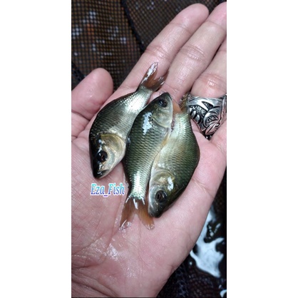 bibit ikan mas konsumsi