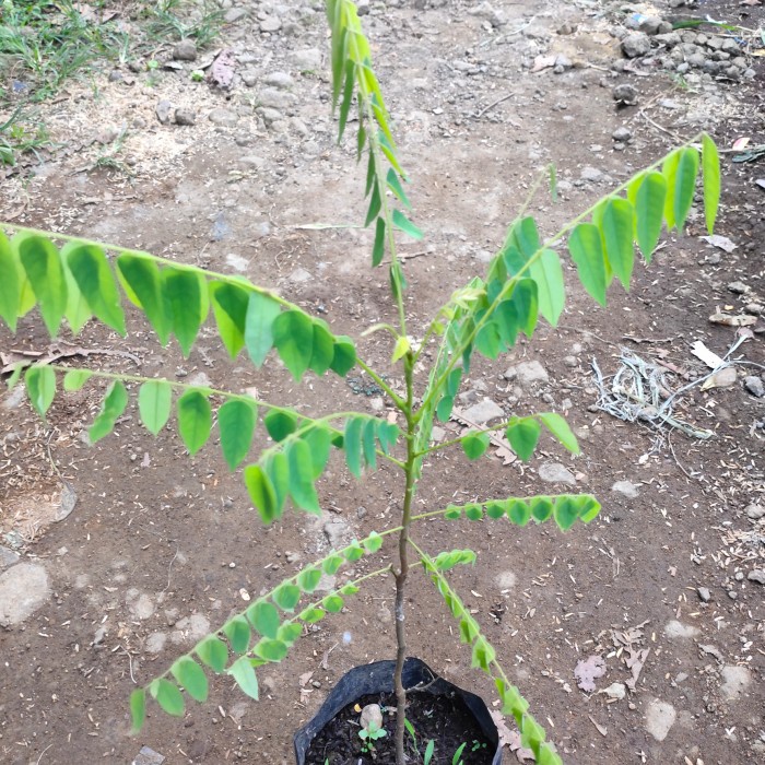 Bibit Pohon Belimbing Wuluh - Tanaman Buah Blimbing Wulu Sayur GG22