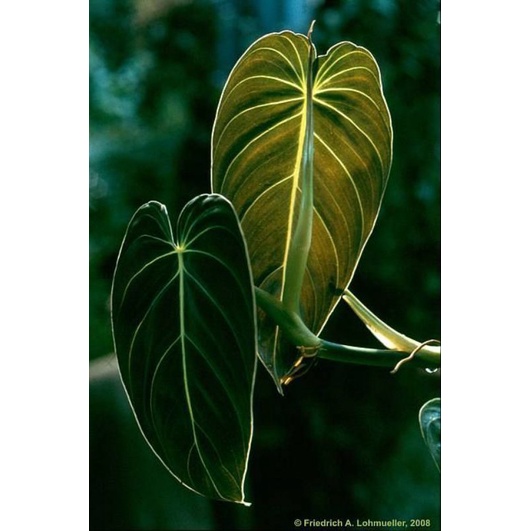 Philodendron Melano / Melanochrysum