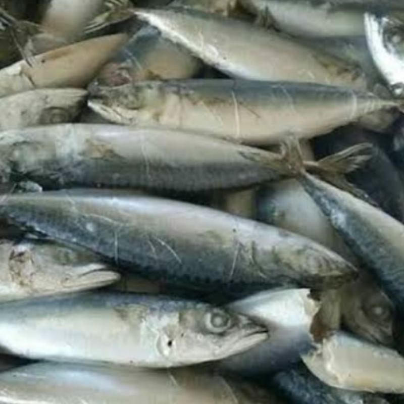 

(Pesan malam/H-1) Ikan salem beku