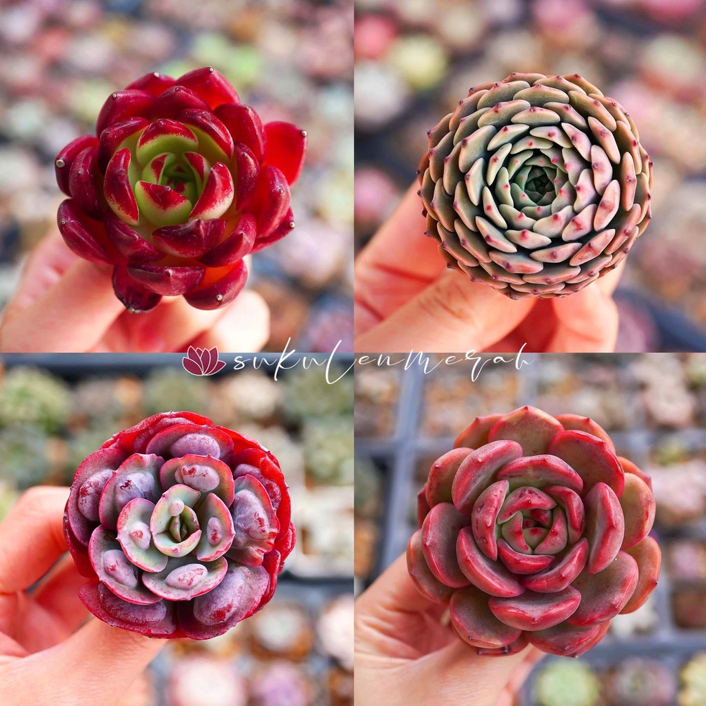 SUKULEN kaktus echeveria sekulen import mini tanaman bunga skulen asli hiasan taman