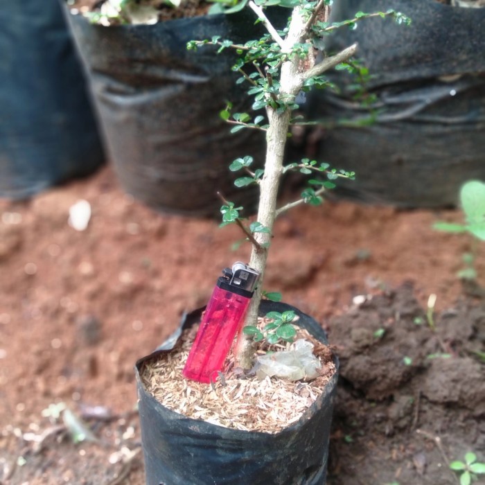 Bibit tanaman hokiantea micro-buah-bahan bonsai aa33