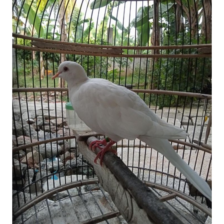 Puter Pelung Putih