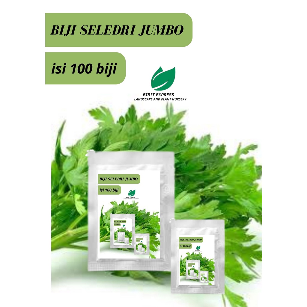 Benih sayuran seledri jumbo/biji seledri