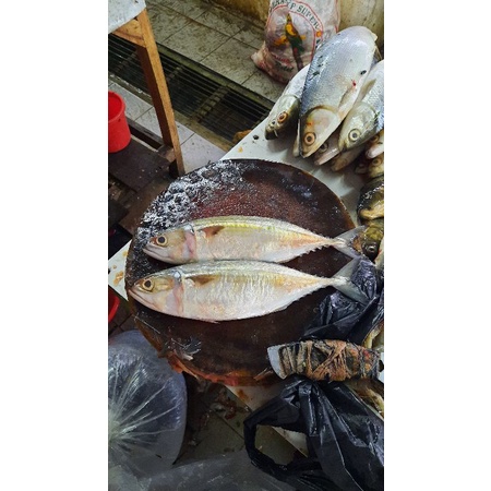 

kembung banjar jumbo segar