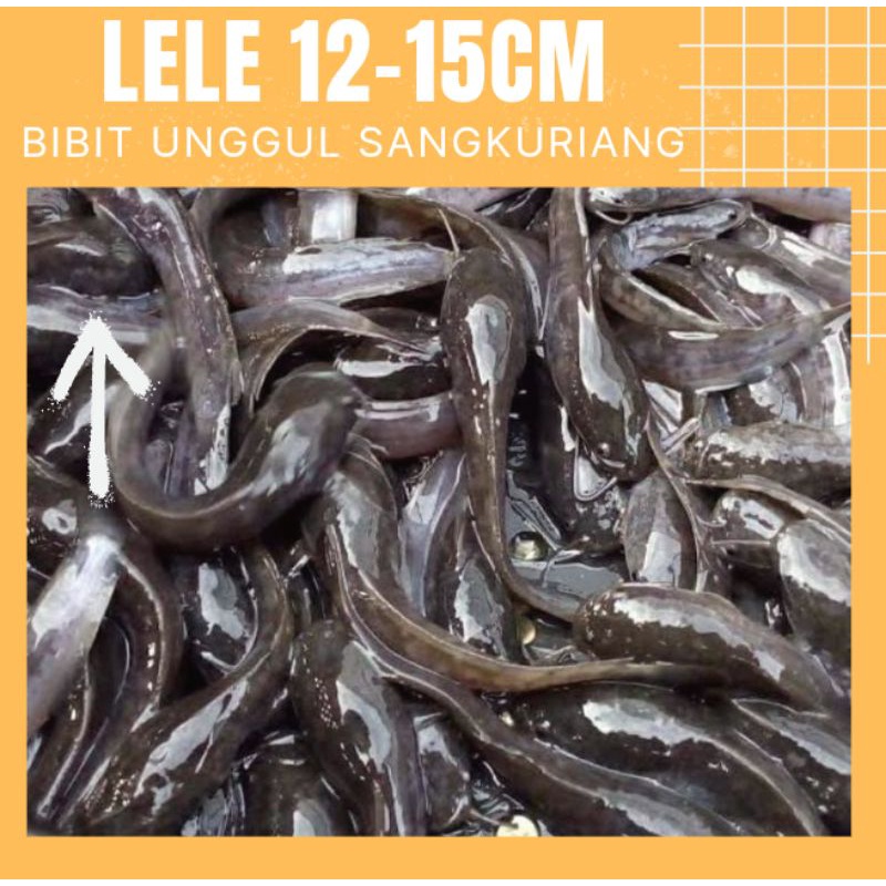 Bibit ikan Lele Unggul 12-15 Paket 300 Ekor Garansi