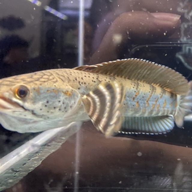 blue pulcra single tank 11-13 dan 14-16 cm (full Pb/pelet)