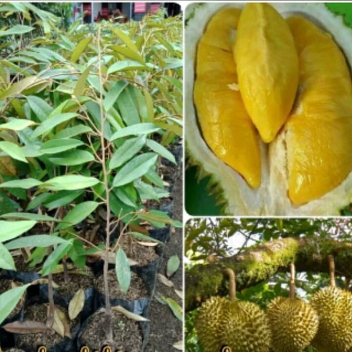 Bibit tanaman Durian Montong Pohon durian Montong Okulasi aa33