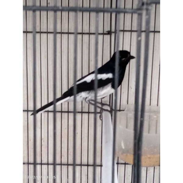 Burung Kacer Daput Sumatera, Mulus Dan Pastol