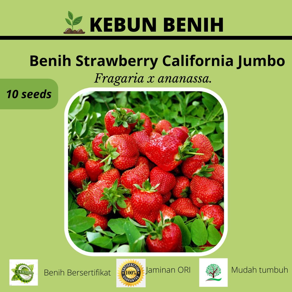 Benih Tanaman Strawberry Jumbo Kualitas Unggul