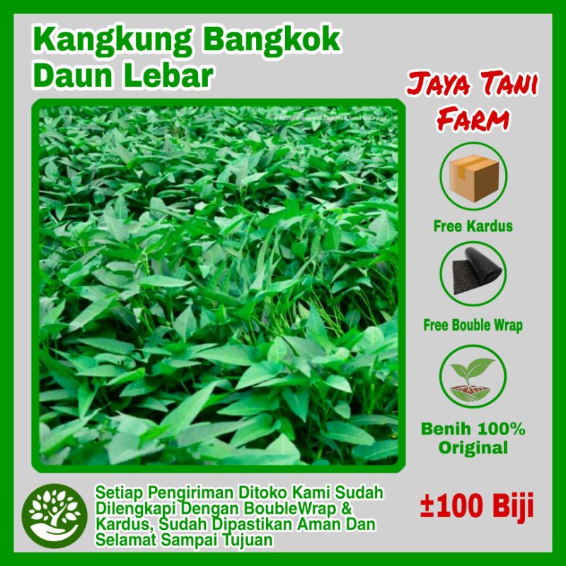 100 Biji Benih Sayuran Kangkung Super Bangkok Lp1  / Bibit Sayuran / Bibit Tanaman / Benih Sayuran /