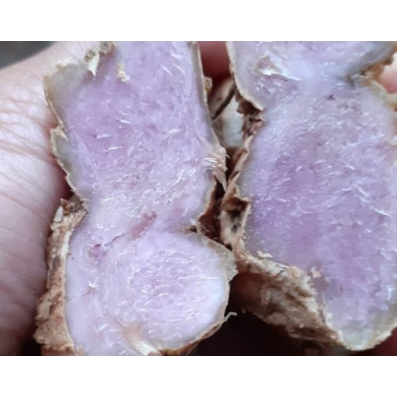 Rimpang bangle hitam temu ireng temu hitam panglai hitam segar 250 gram