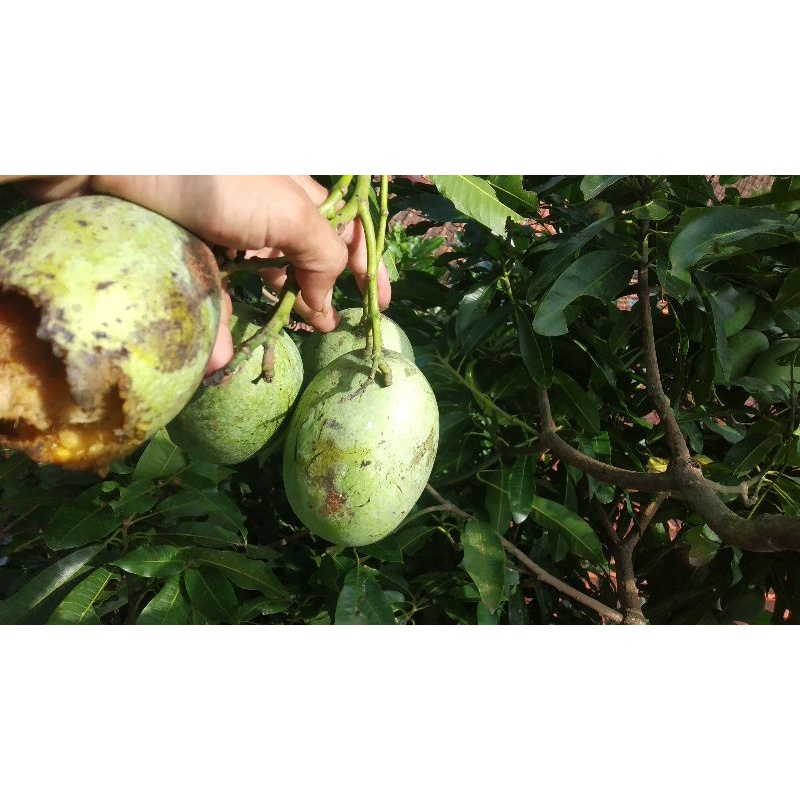 

mangga simanalagi/madu tua muda readyyy 1kg