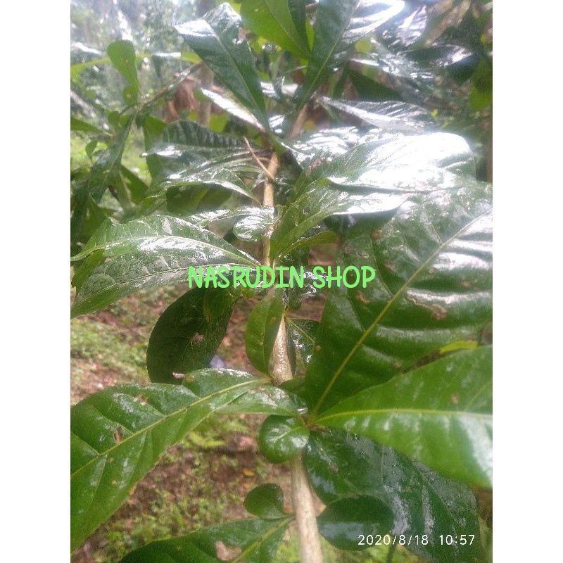 

[Fresh] DAUN MAJA PAHIT SEGAR 1KG LANGSUNG PETIK ( BERENUK )