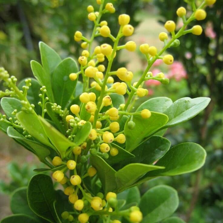 Pohon Pacar Cina / Bunga Culan / Pacar Culan / Kemuning cina / Bhangear Cina atau Chinese Perfume Tr