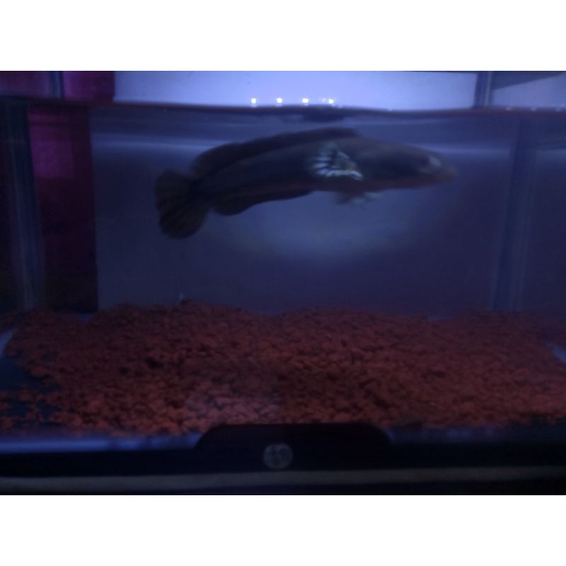 

cana PULCRA ukuran 14 cm galak