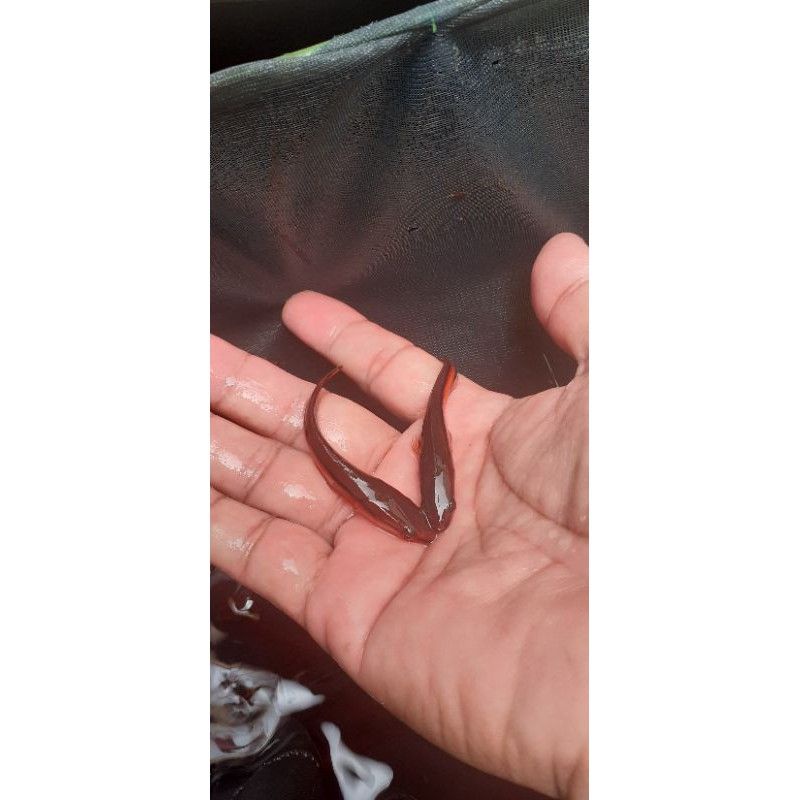 Gabus toman uk4-5cm