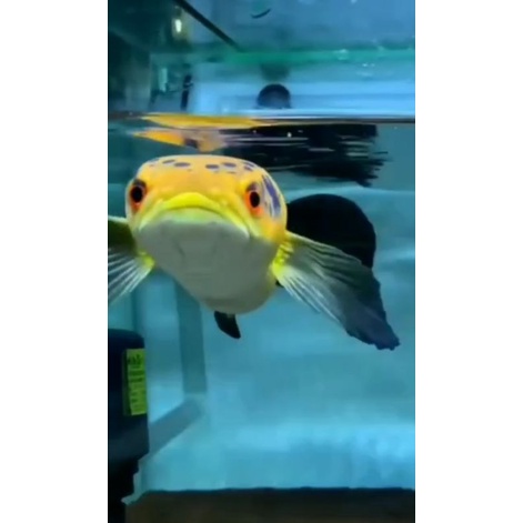 kebutuhan aquarium channa maru ys 3-4cm murah