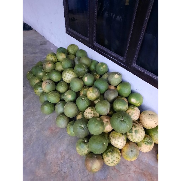 

JERUK BALI SUPER