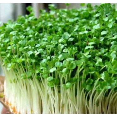 Biji Benih Sayur Microgreens Alfalfa Sprout
