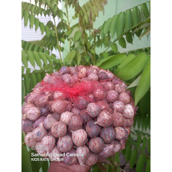 

1 KG BAWANG LANANG TUNGGAL SUPER