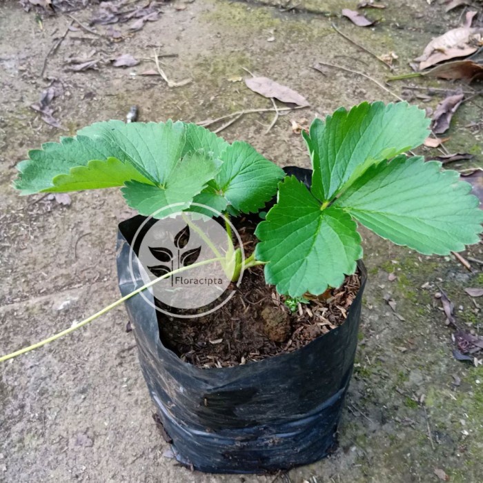 Bibit Tanaman Strawberry Jumbo Pohon Strawberry Jumbo Bibit Buah AA99