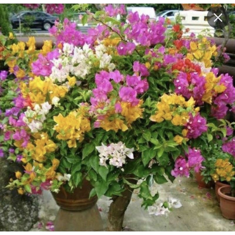 Tanaman hias bugenvil 4 Warna