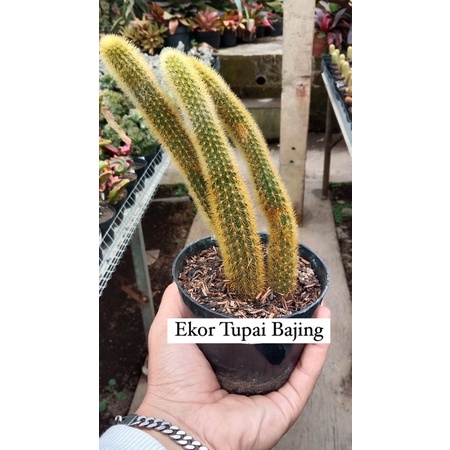 Kaktus Ekor Tupai Bajing