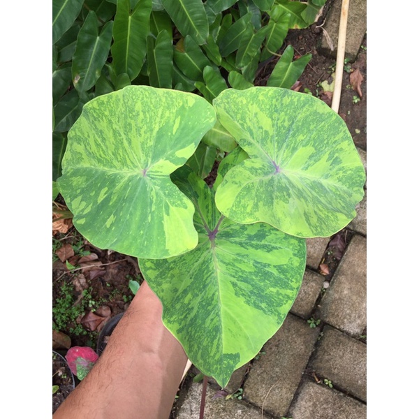 colocasia midori sour