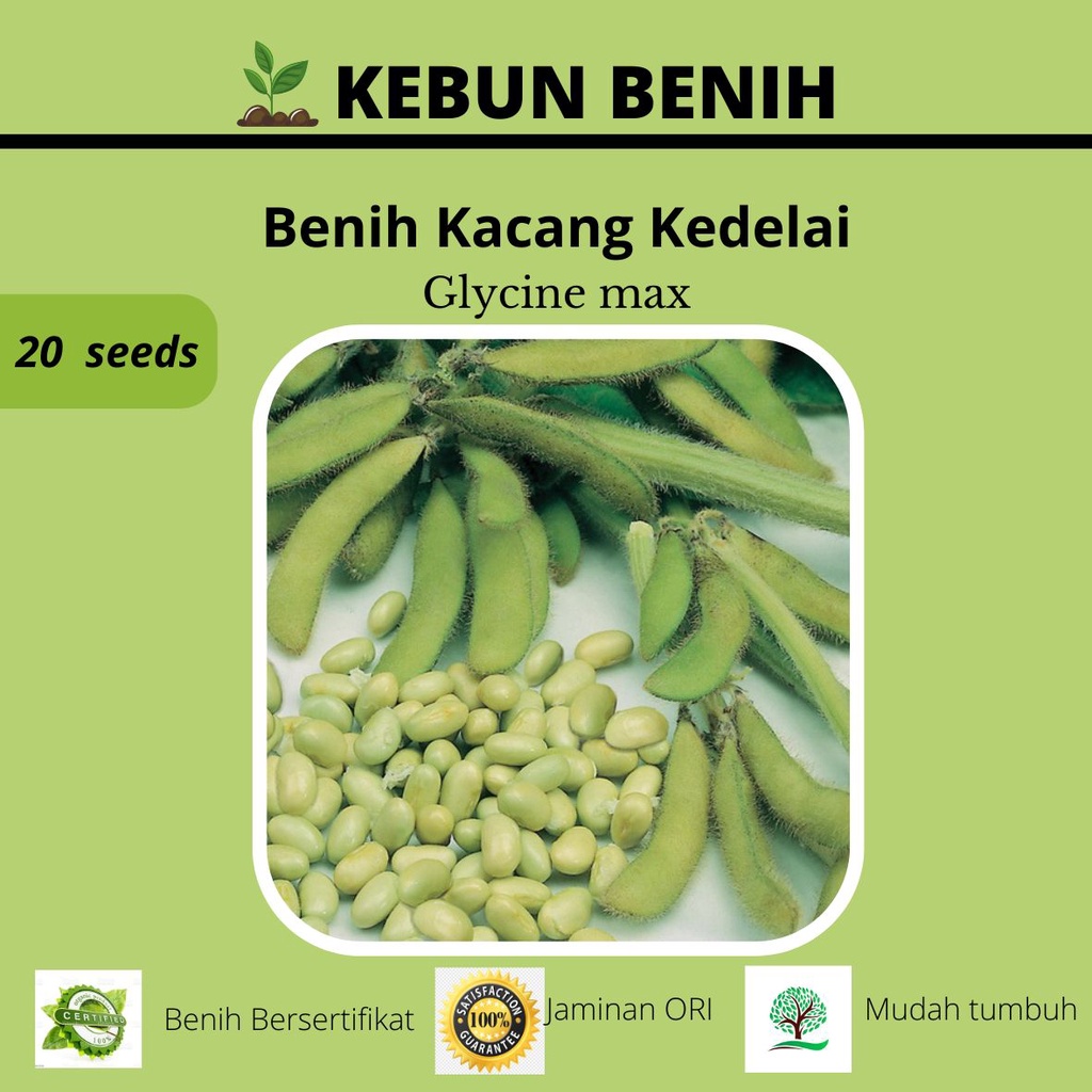 20 Benih Kacang Kedelai Lokal/ Benih Edamame Kualitas Unggul