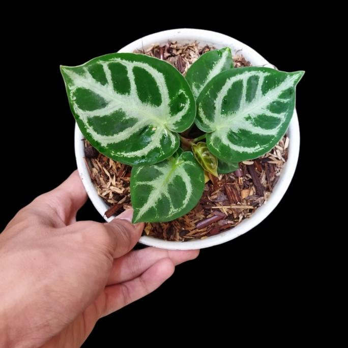 Anthurium kuping Gajah Silver Mangkok atau dorayaki silver mangkok