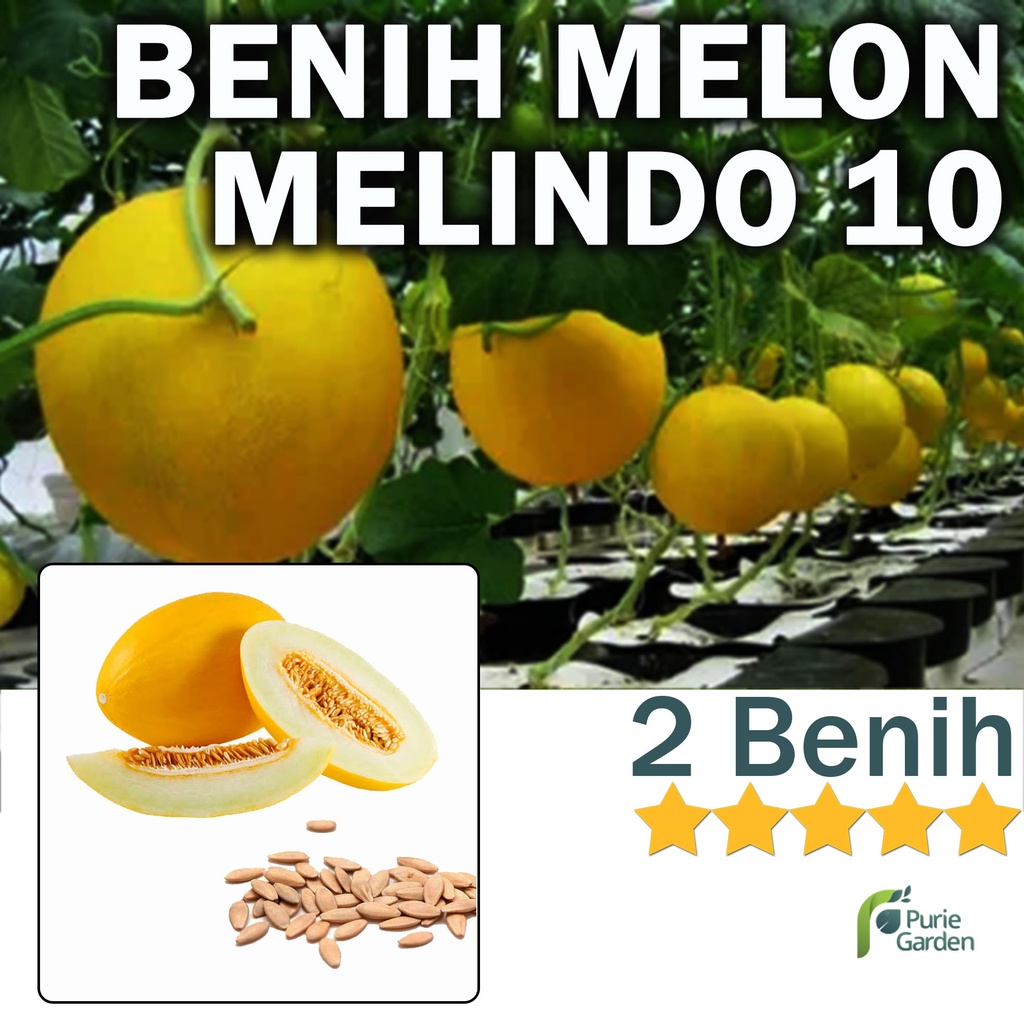 Benih Bibit Melon Kuning Manis Melindo 10 2 Benih Dua Ribuan PG SBY