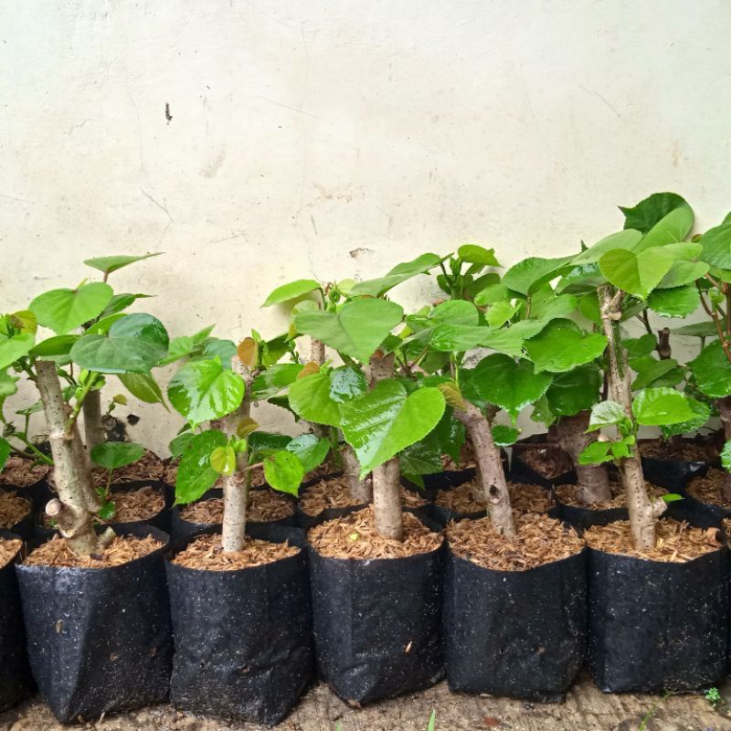 BONSAI WARU INDIA ORI/BAHAN BONSAI HASIL CANGKOK