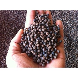 Biji Kapuk Randu / Klenteng Randu 1kg Berkwalitas