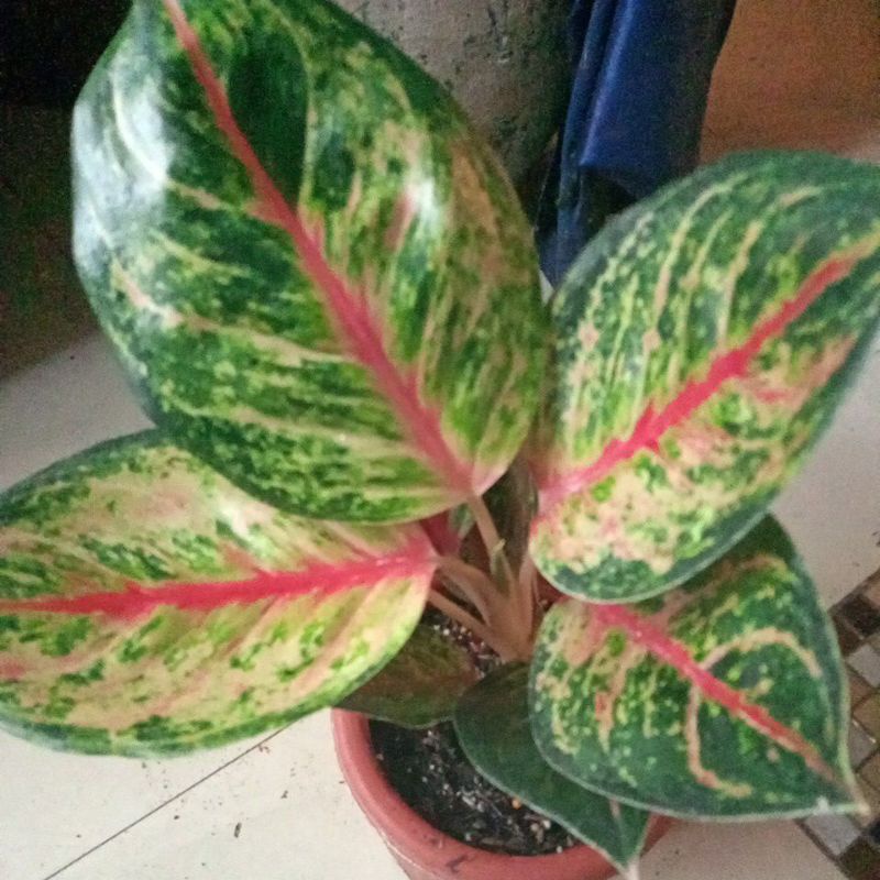 aglonema gozila induk batang panjang