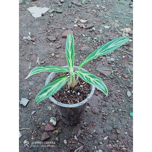 Anakan Aglonema Bambu/Bamboo, Emerald, Green Papuma, Red Borju & Sweet Dream