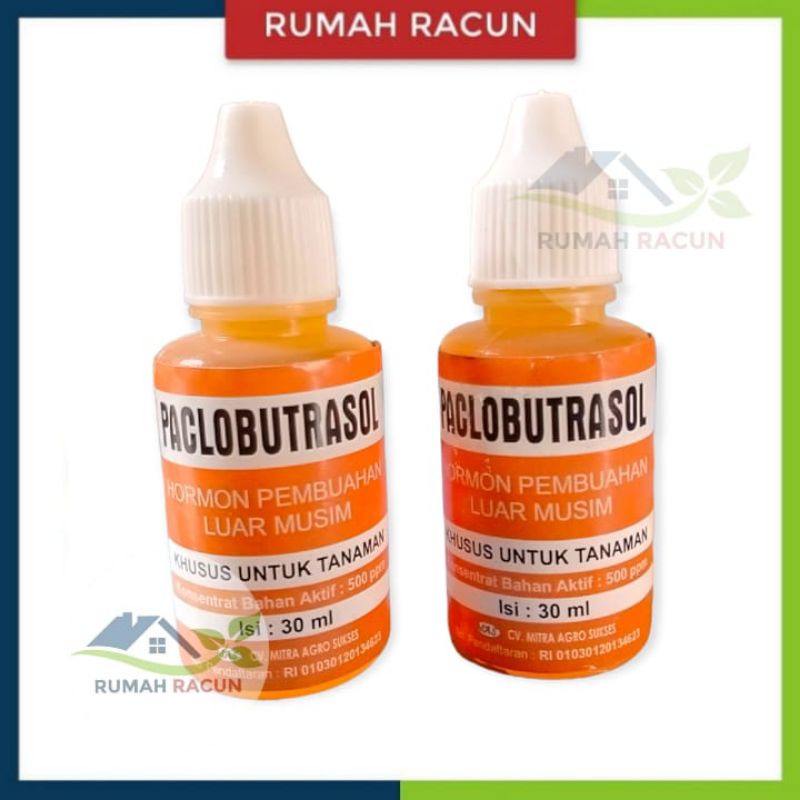 ZPT PACLOBUTRAZOL HORMON MURNI PEMBUAHAN DI LUAR MUSIM