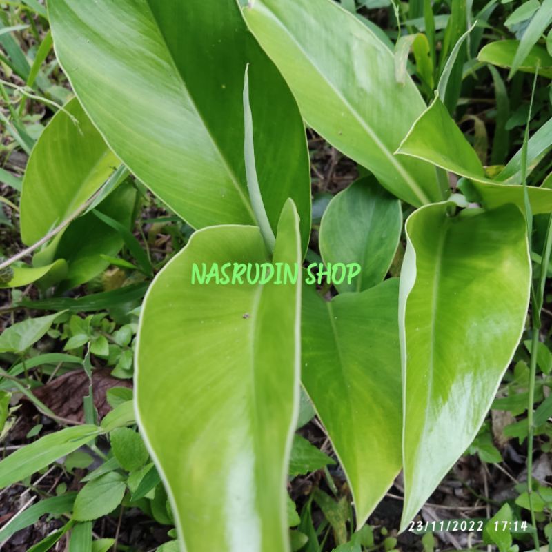 

[Fresh] BIBIT STEK TANAMAN HIAS PHILODENDRON MARTIANUM