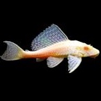 ikan hias sapu sapu albino brush mouth ikan pembersih kaca ikan hias sakramut ikan pemakan alga ikan