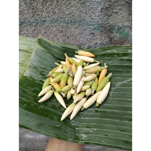 Bunga kantil segar