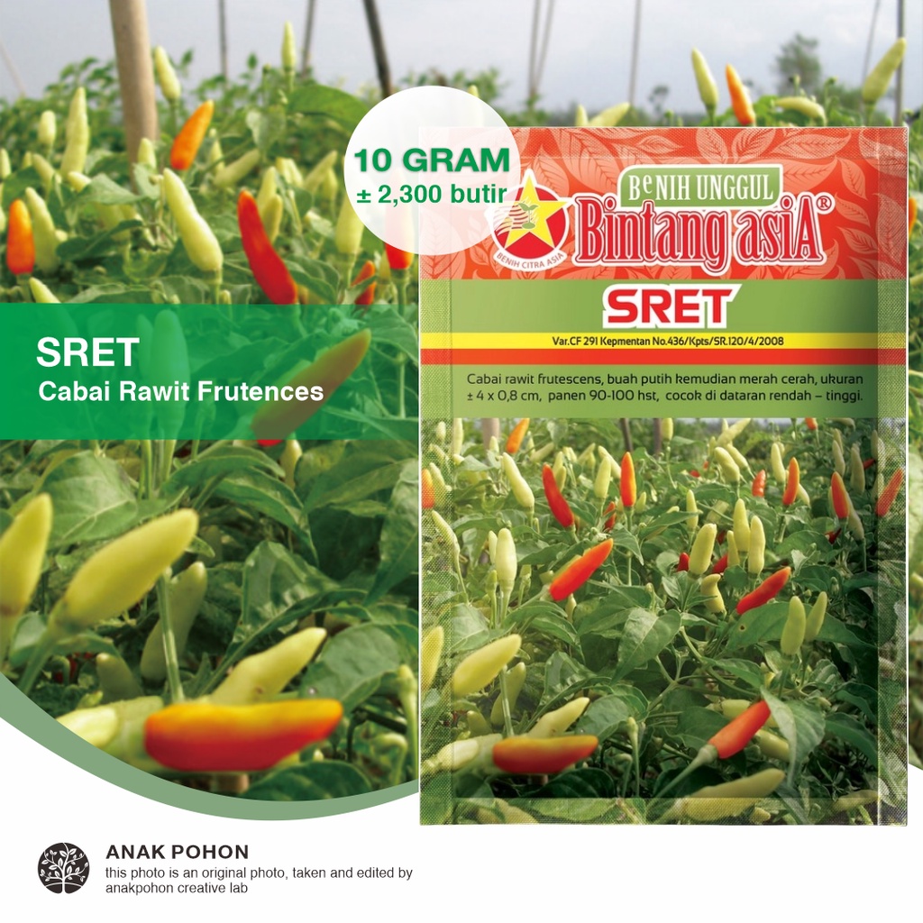 (1 PACK) Benih Cabe SRET Cabai Rawit Putih Lebat Seeds - Bintang Asia - 10 GRAM