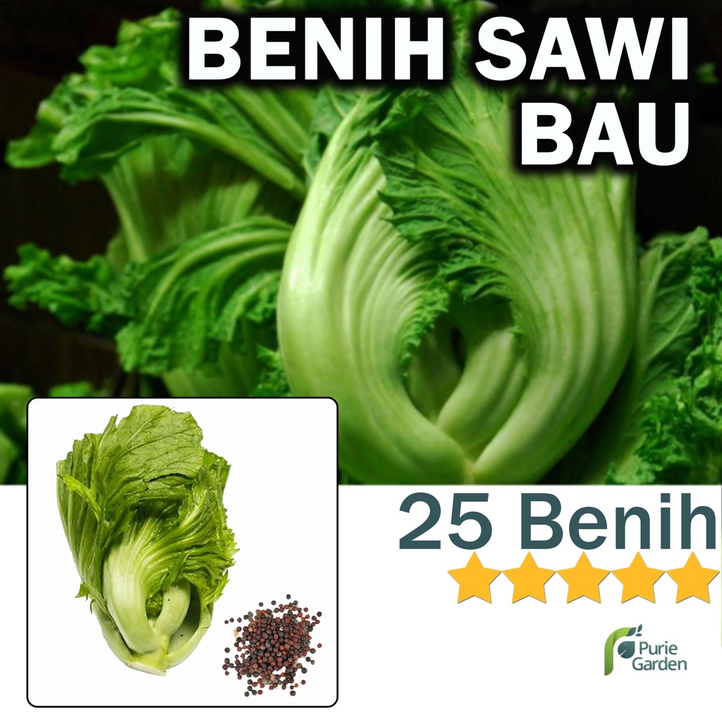 Benih Bibit Sawi Bau 25 Benih Dua Ribuan PG KDR