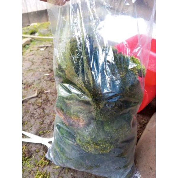 lumut hidup atau lumut hias  bonsai 1/2 kg