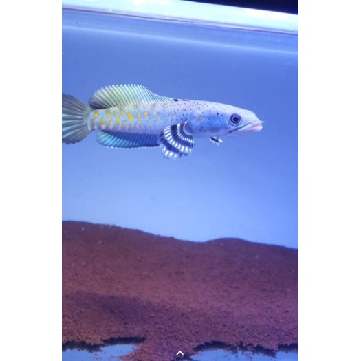 Channa blue pulchra size 8-11cm ikan flaring tangan dan kaca