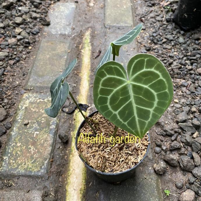 anthurium king clarinervium