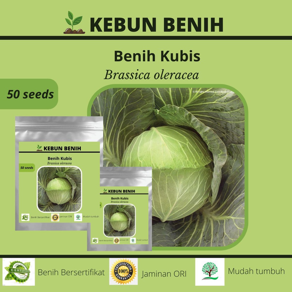 50 Benih Sayur Kubis F1 / Kol Hijau Kualitas Unggul