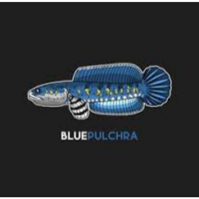 Baby blue pulchra