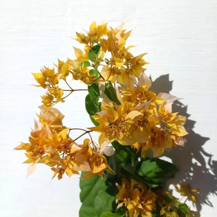 Tanaman hias Bougenville Hawai Kuning Aussie Gold