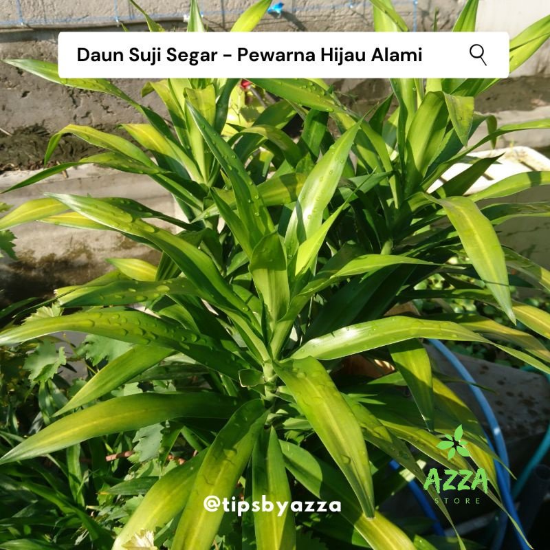 Daun Pandan Segar / Daun Suji Segar / Pewarna Hijau Alami